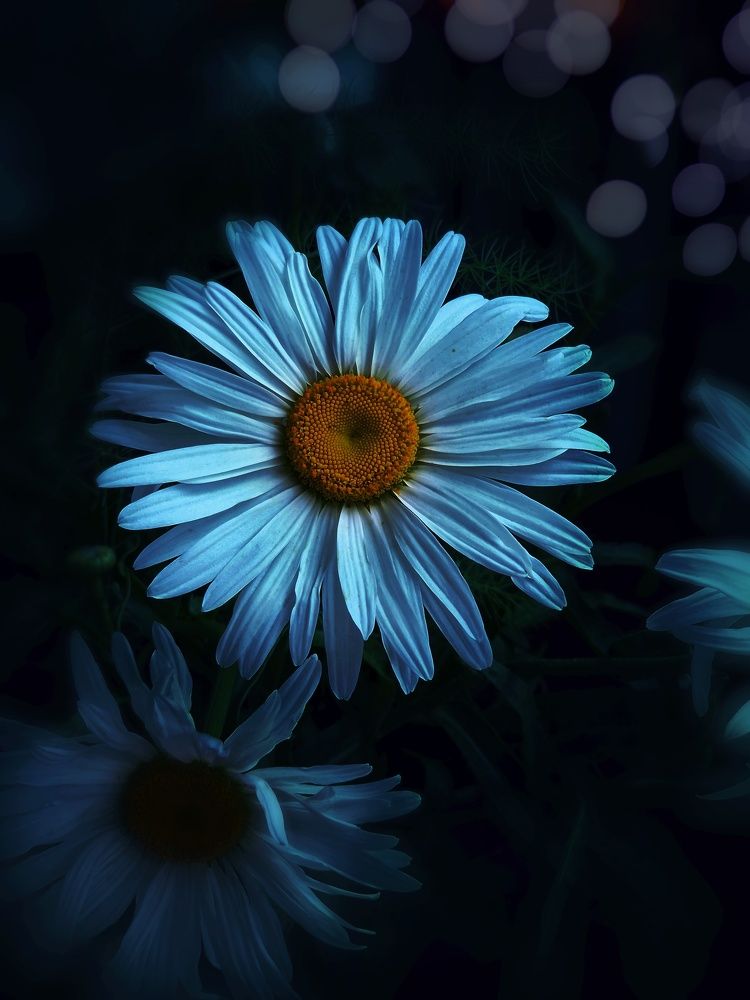 Вечерняя ромашка