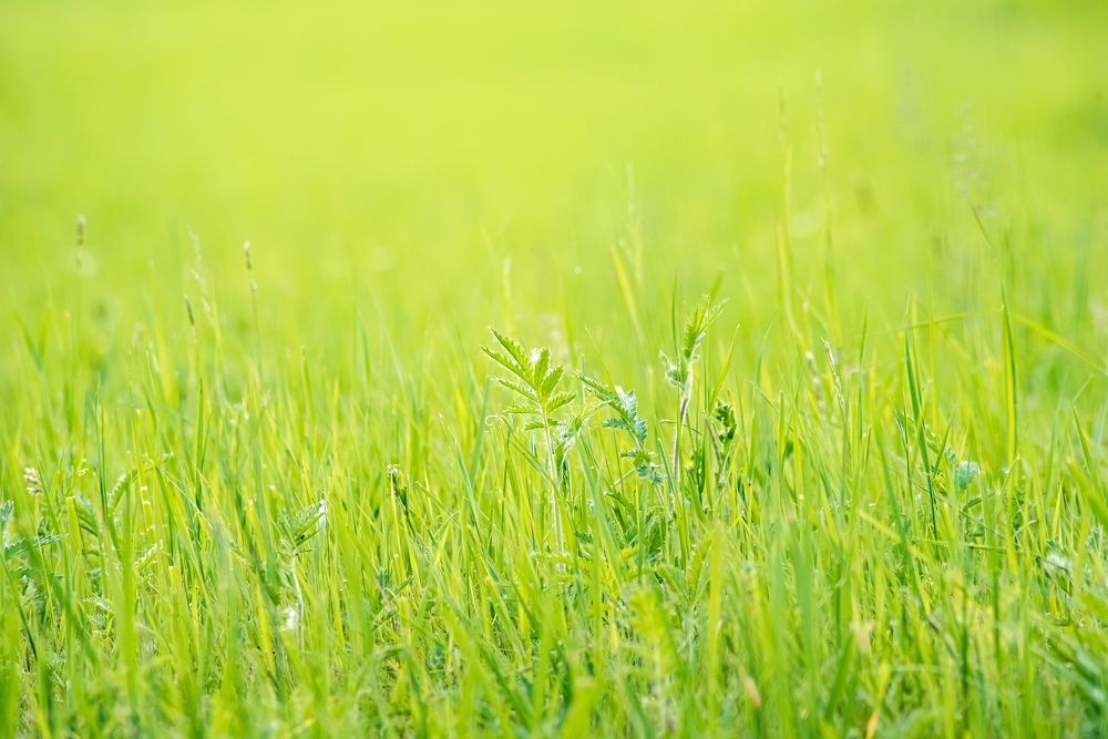 Photograph by Елена Невидимова