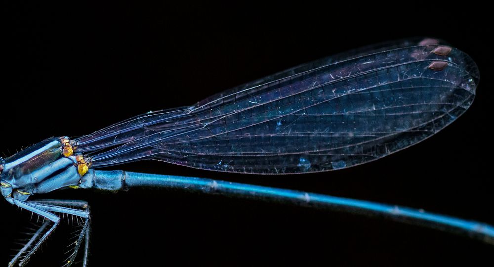 Photograph by Pinak Paul