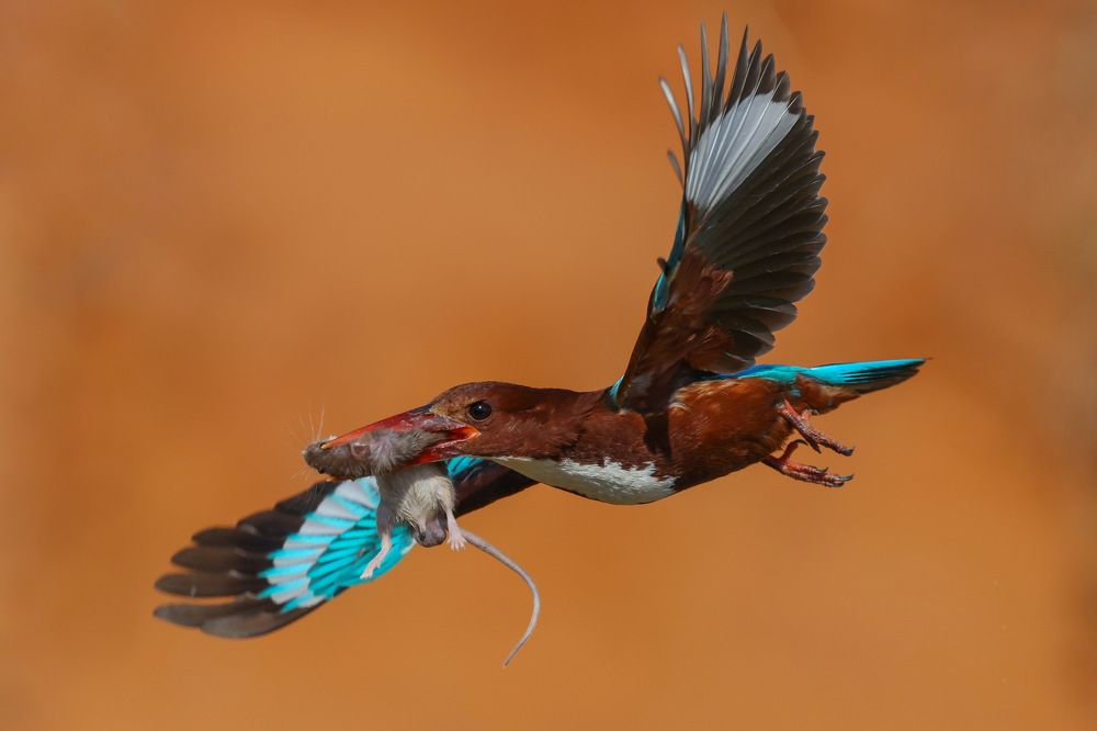 White Throated Kingfisher
