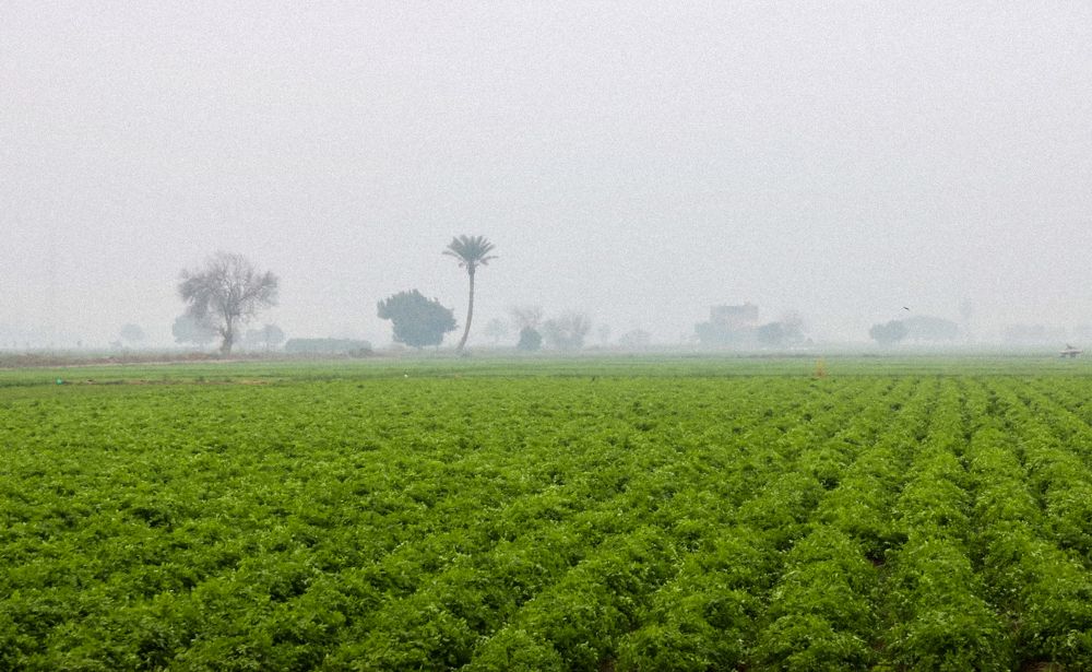 Фотография автора Adel elqamhawi Mohamed