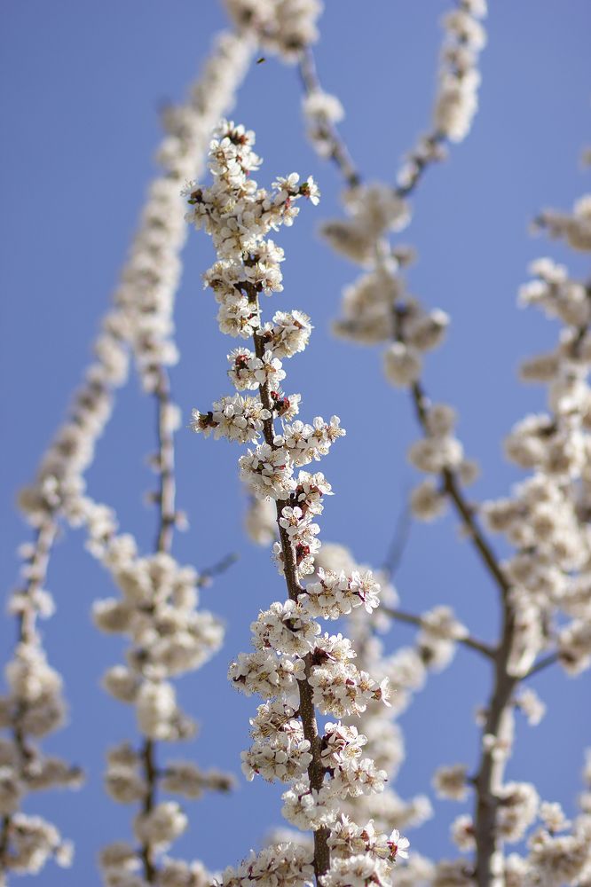 Photograph by Елена Галкина