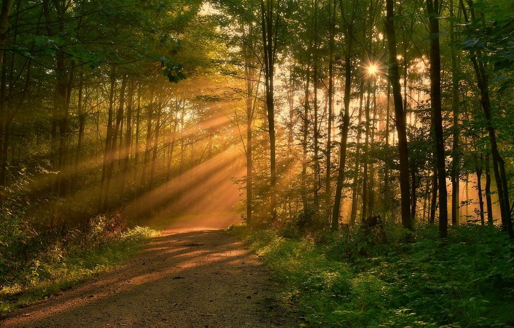 Misty autumn morning, Switzerland