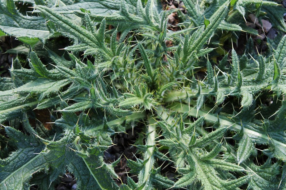 Photograph by Диана Ульянцева