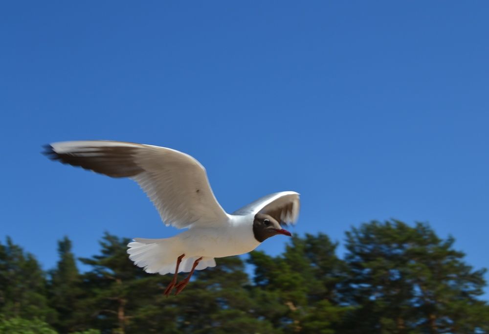 Photograph by Наталия Колемасова