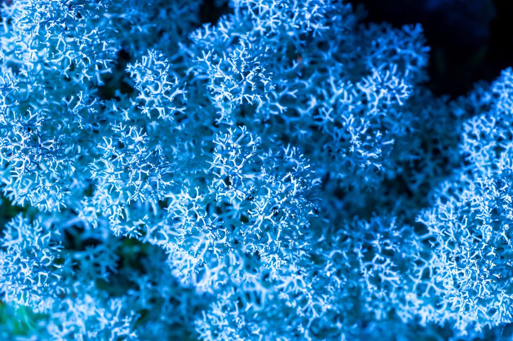 Photograph by Сергей Петренко