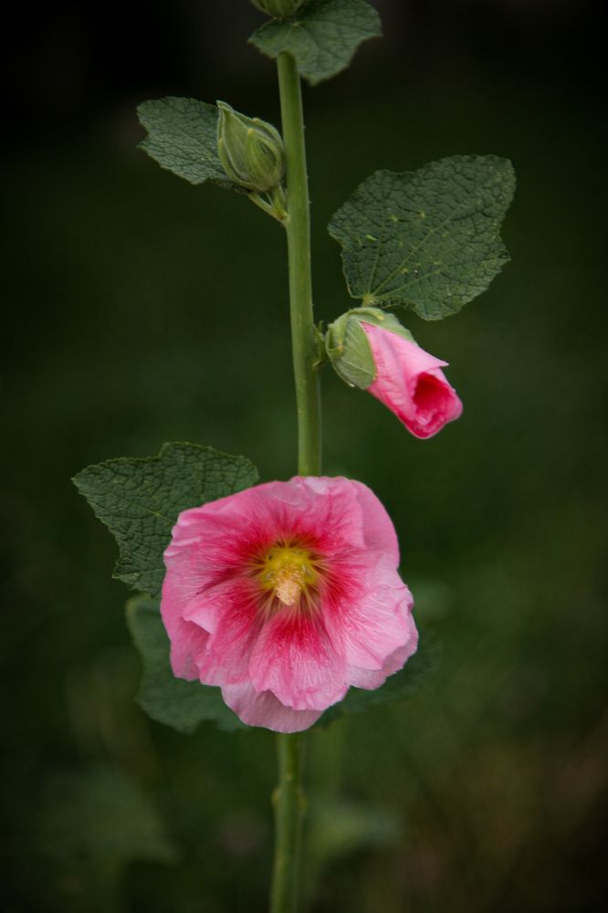 Фотография автора Ксения Лепина