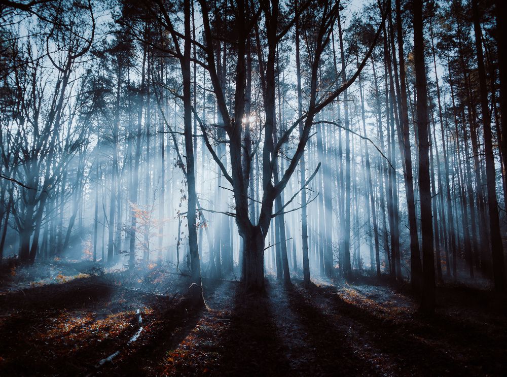 Фотография автора NIghtdream