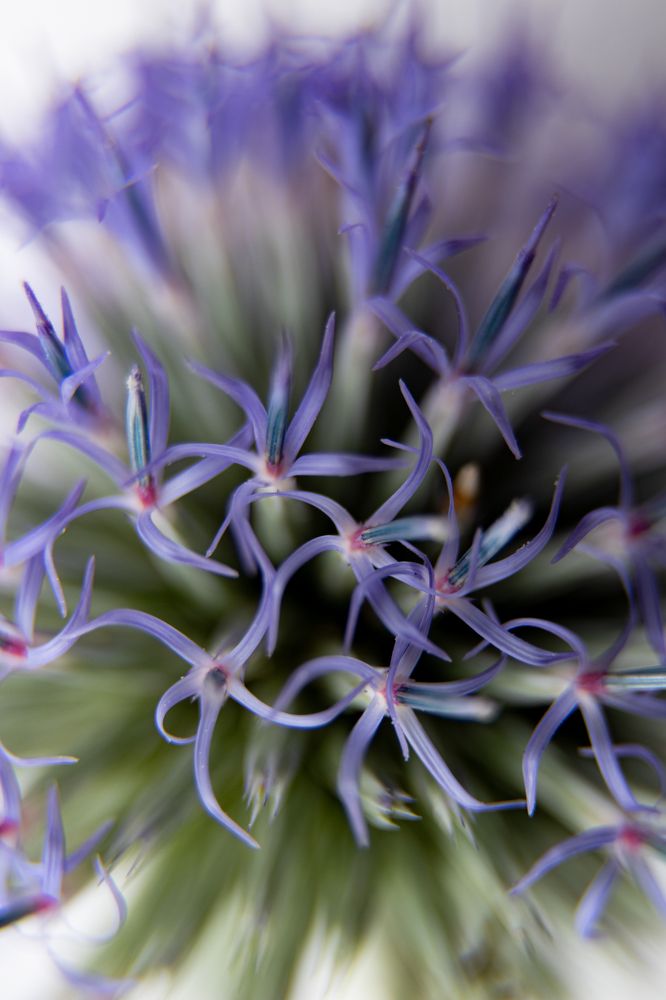 Photograph by Elena Mingazova