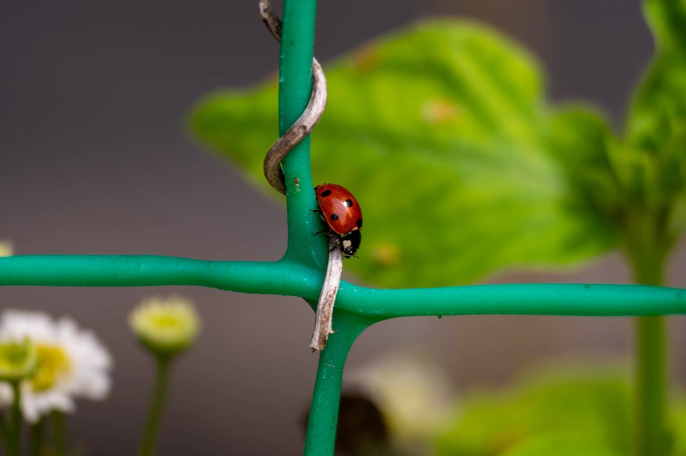 Photograph by Наталья Вялых