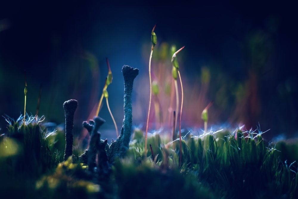 Фотография автора NIghtdream