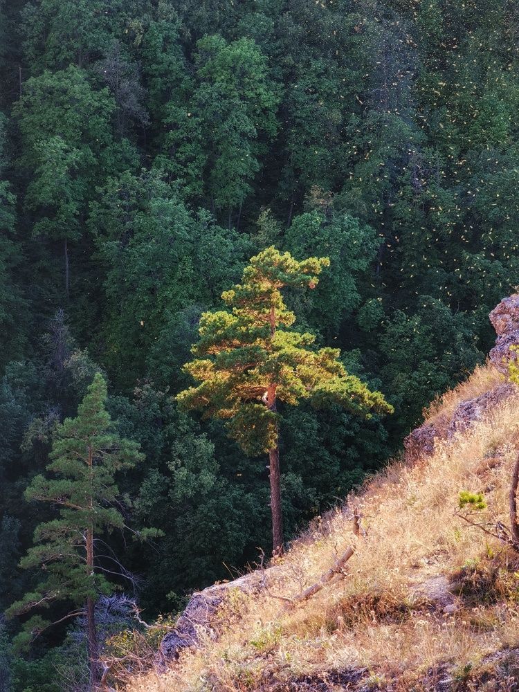 Одинокое дерево