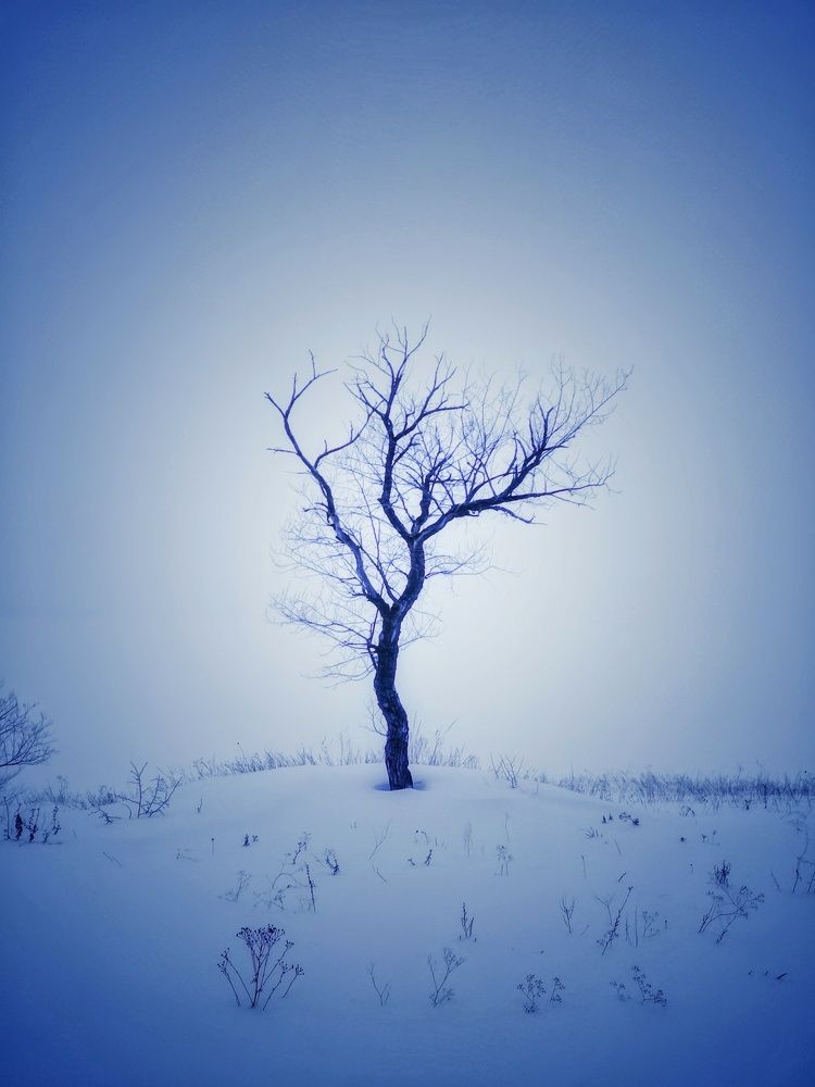 Одинокое дерево на обрыве Волги