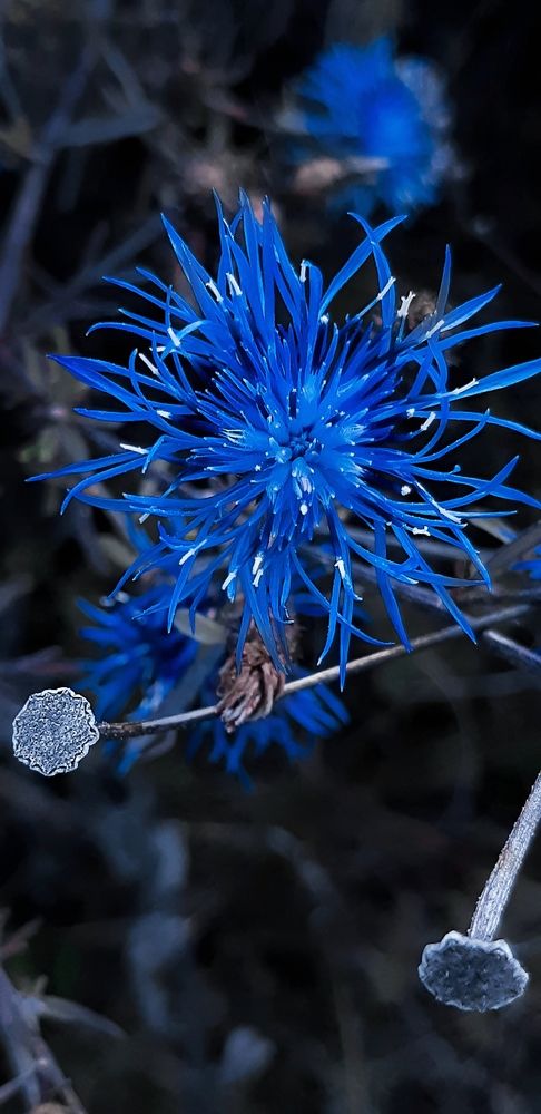 Photograph by Елена Твардовськая