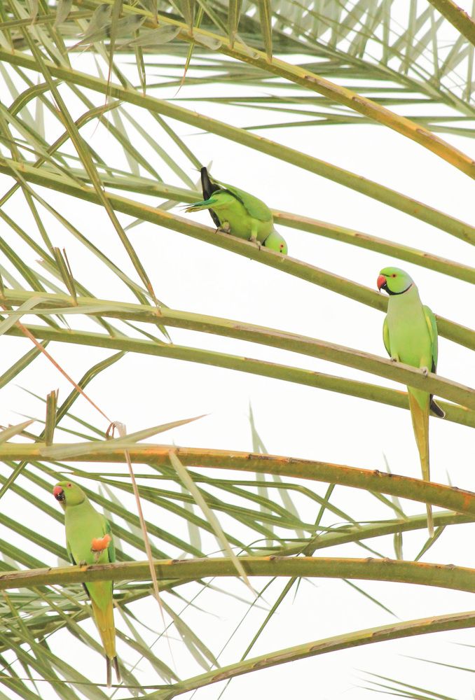 Durra's green parrot in the palm