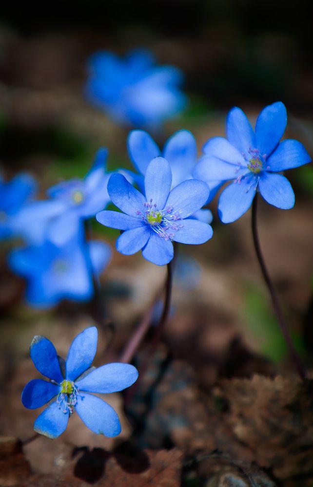 Photograph by Екатерина Слепнева