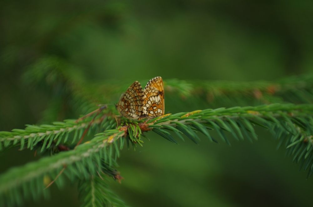 Photograph by Наталья Шумилова