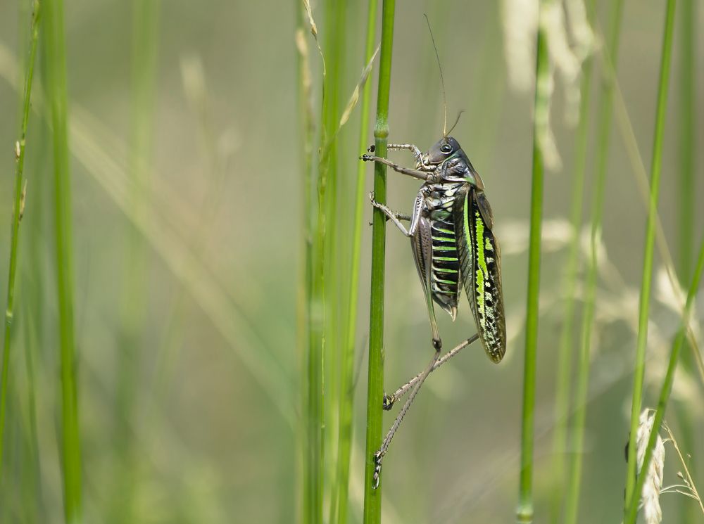 В траве сидел кузнечик