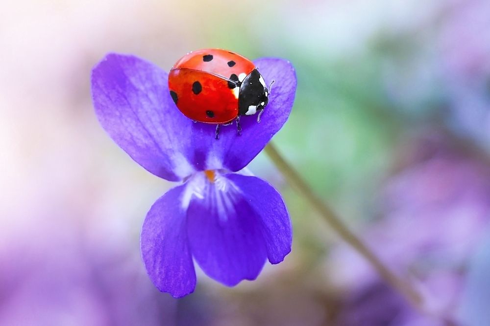 Photograph by Kveta Novotna