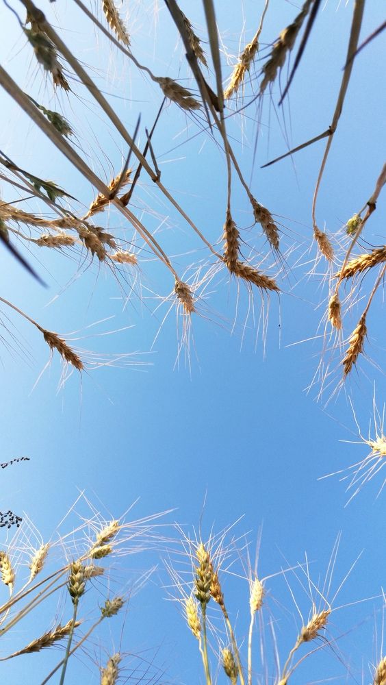 Photograph by Ирина Алпацкая