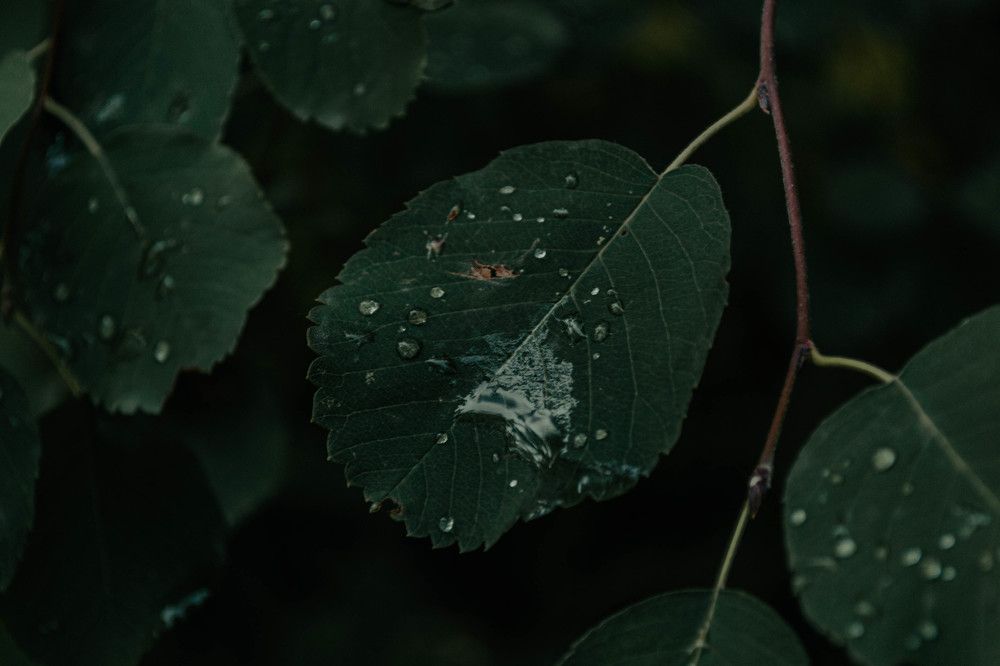 Photograph by Екатерина Рузавина