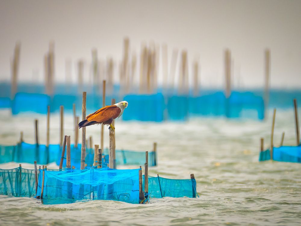 The Mighty Brahminy Kite perched atop fishing nets.