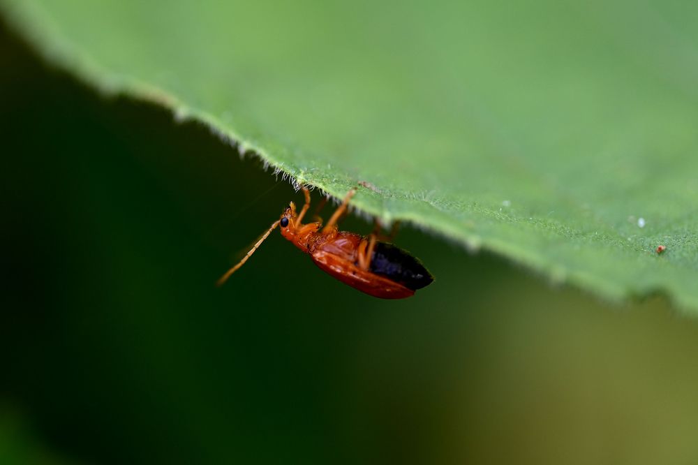 Photograph by SRIMANTA RAY