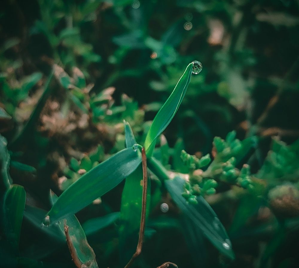 Photograph by Suman Mondal