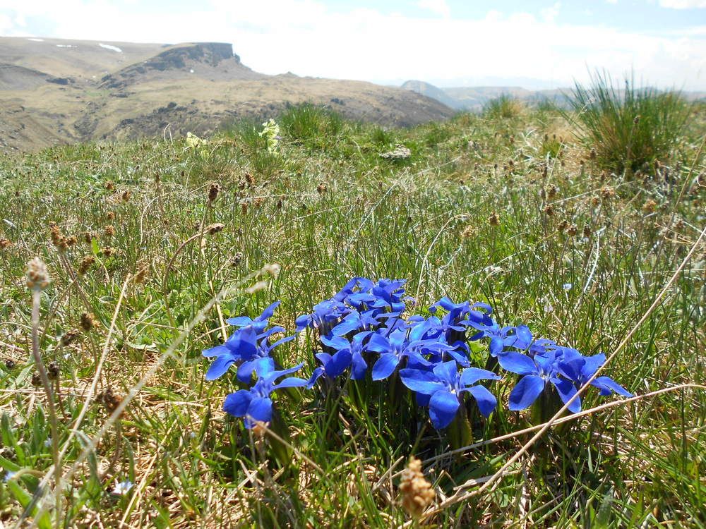 Горные цветы горечавки