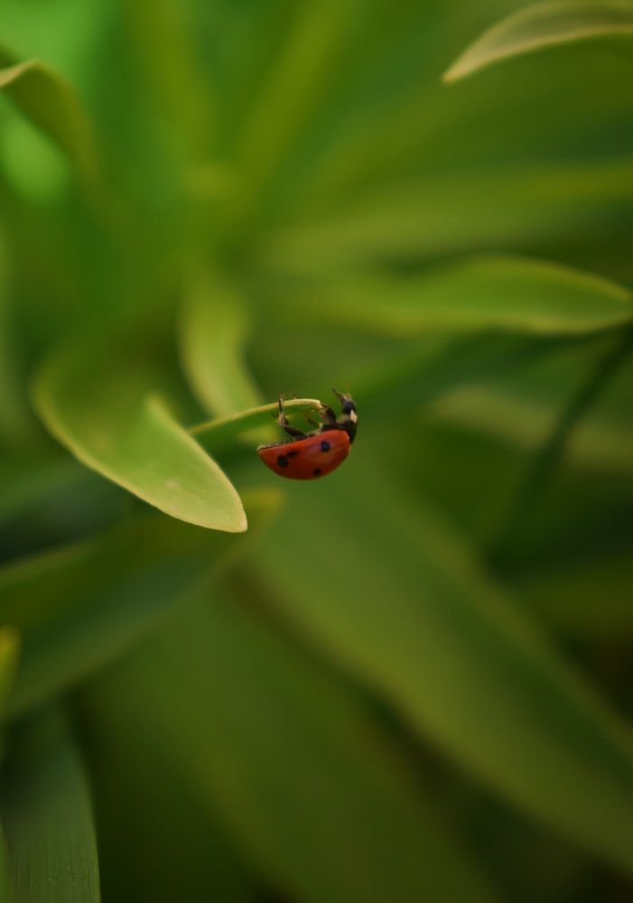 Photograph by Екатерина Гордеева