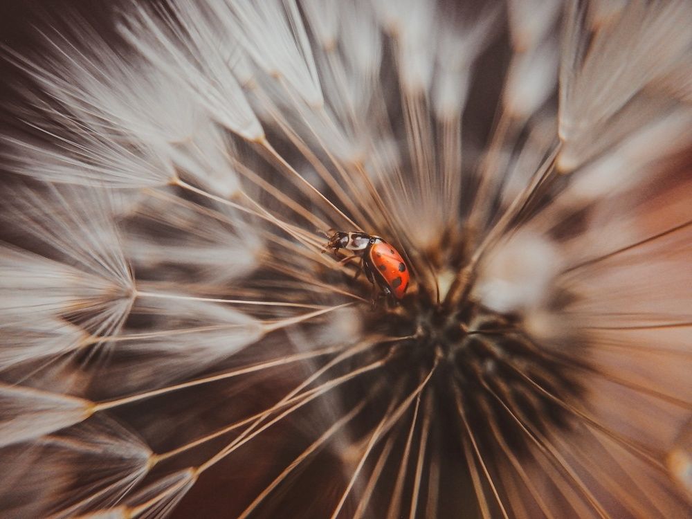 Photo #8021214