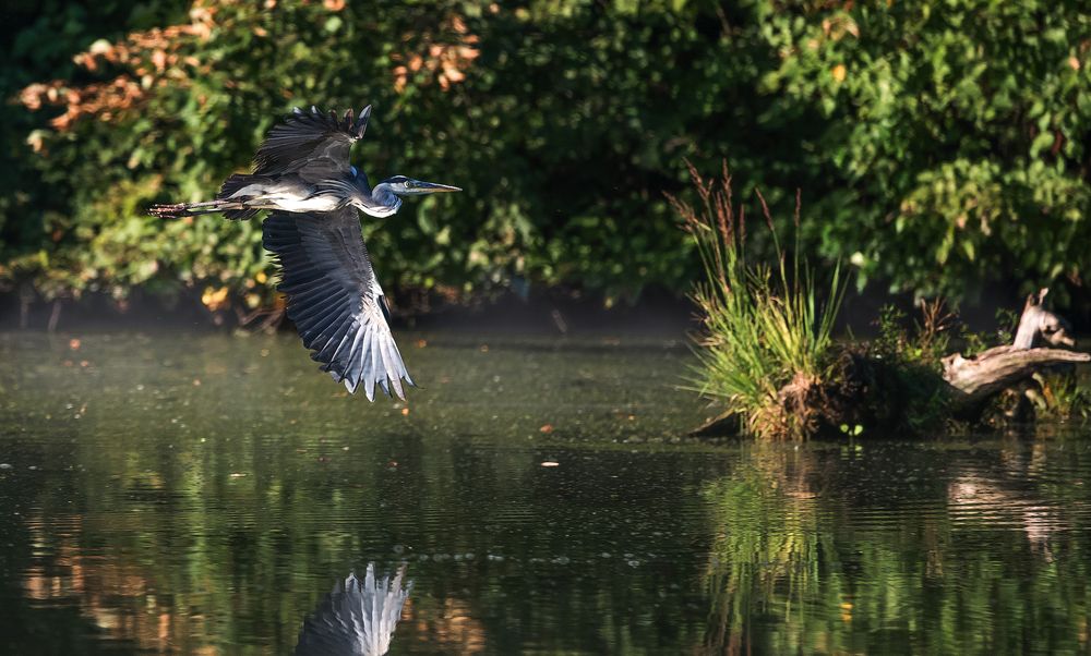 Полёт серой цапли.