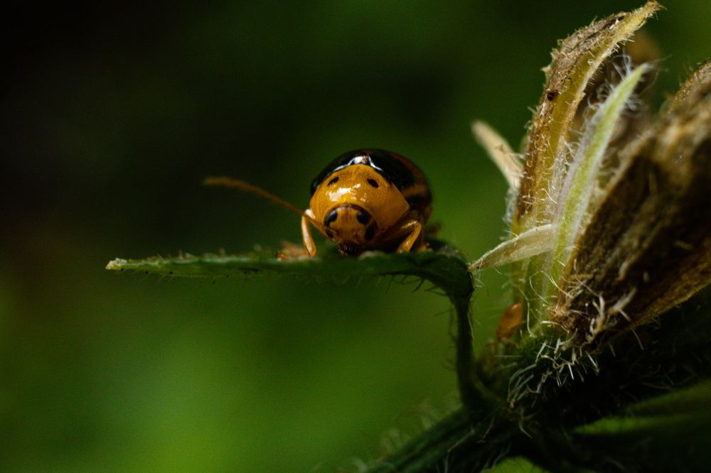 Photograph by Antony Trivet