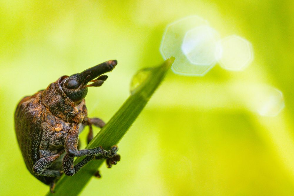 Photograph by Antony Trivet