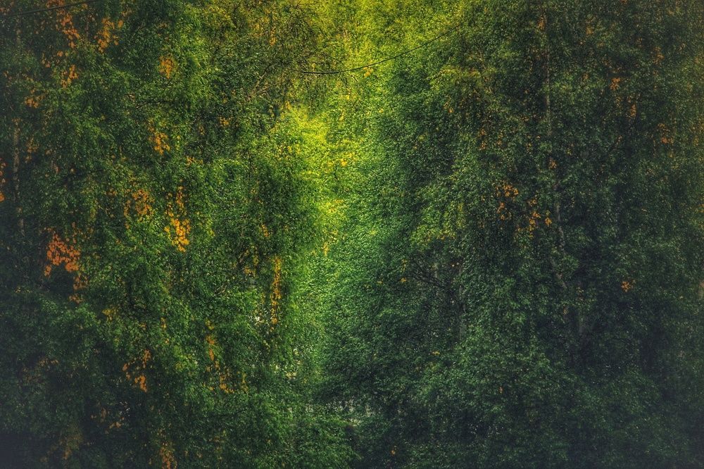 Photograph by Елена Дегтяренко