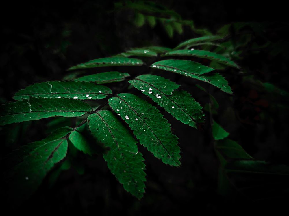 Photograph by Ронжин Дмитрий