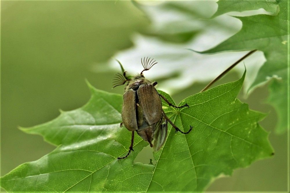 Фотография автора IRINA FILIPPOVA