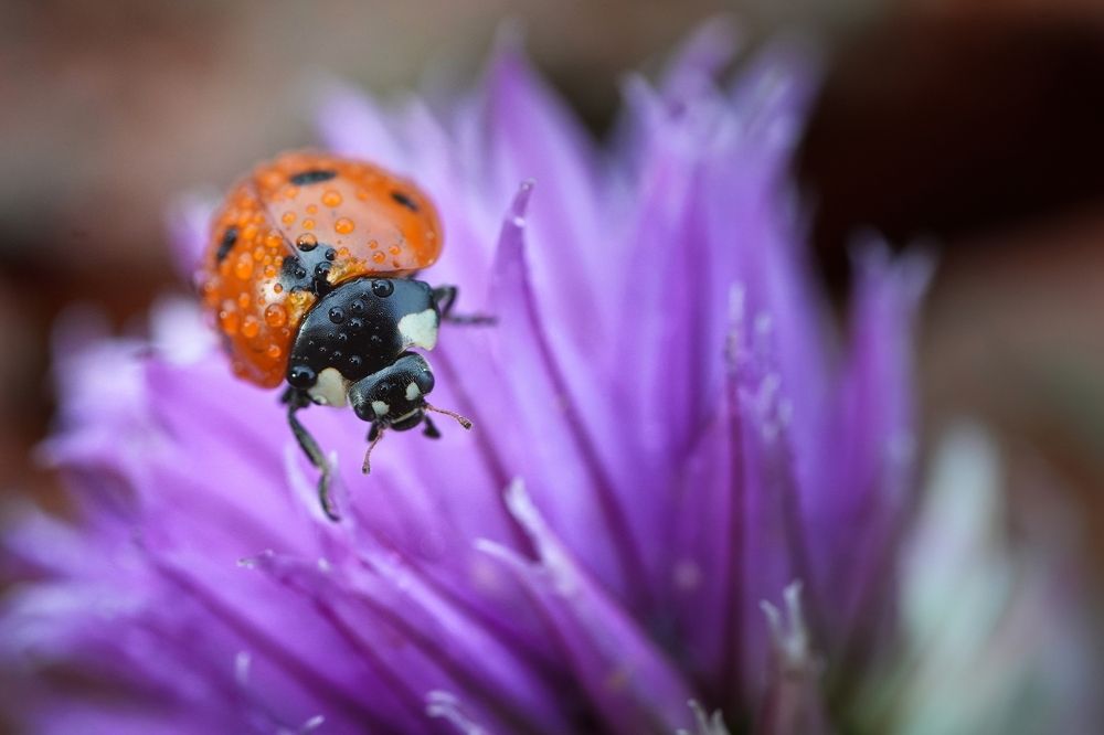 Photograph by Высотских Владимир