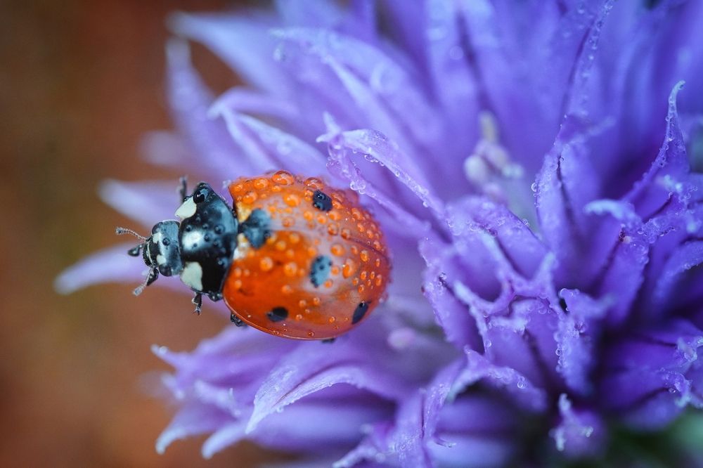 Photograph by Высотских Владимир