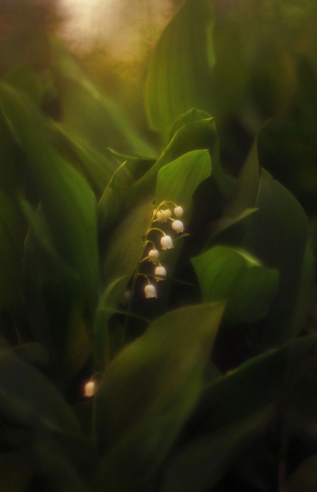 Photograph by Инна Буглак