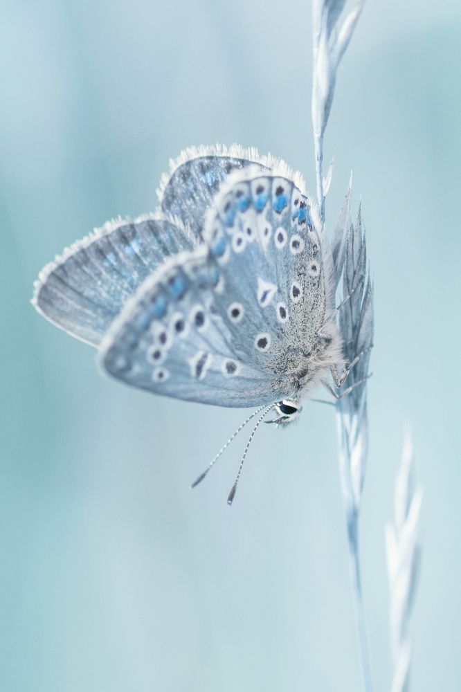 Blue butterfly