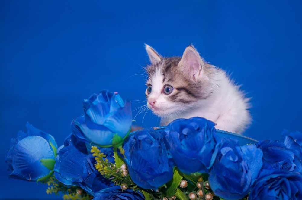 Photograph by Chamara Sulakkhana Polwatta Siriyalage