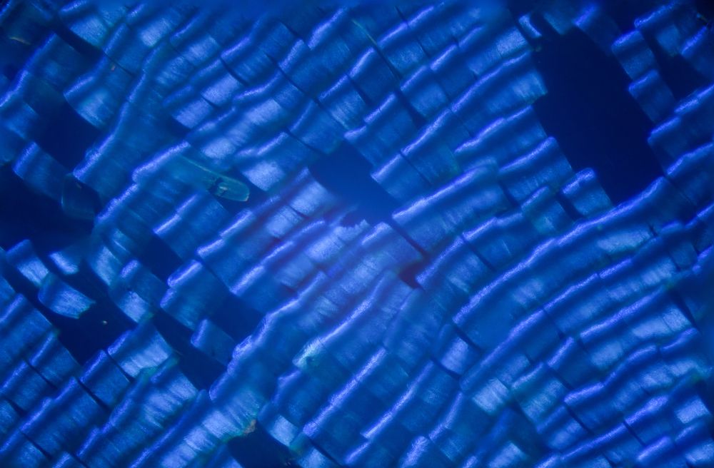 Photograph by Chamara Sulakkhana Polwatta Siriyalage