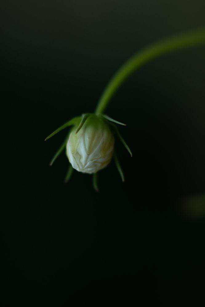 Photograph by Elena Mingazova