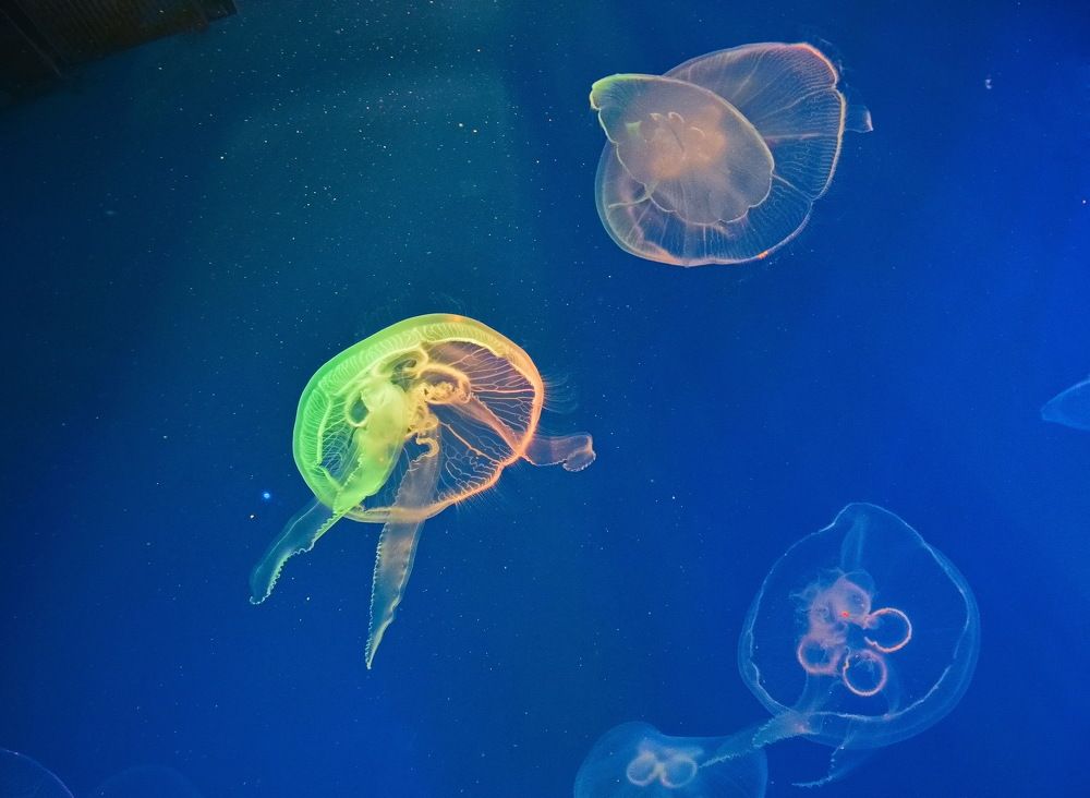 Photograph by Лидия Ушакова