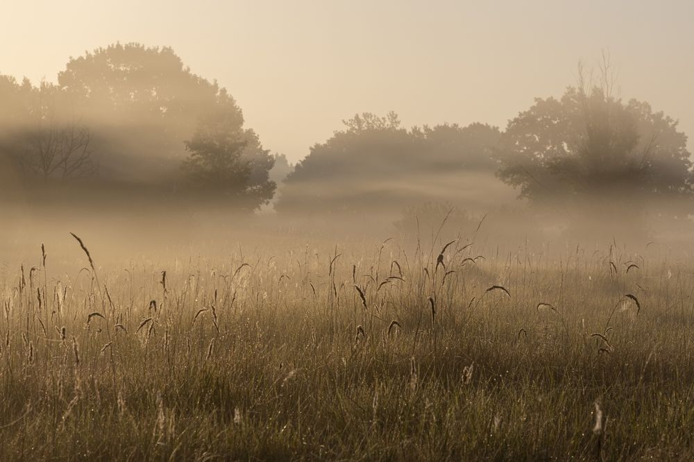 Коснуться тумана