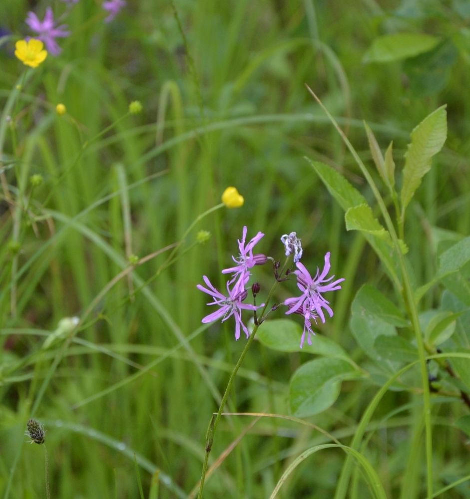 Photograph by Надежда