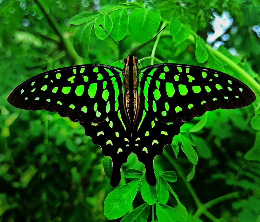 Photograph by Ciraj Abraham