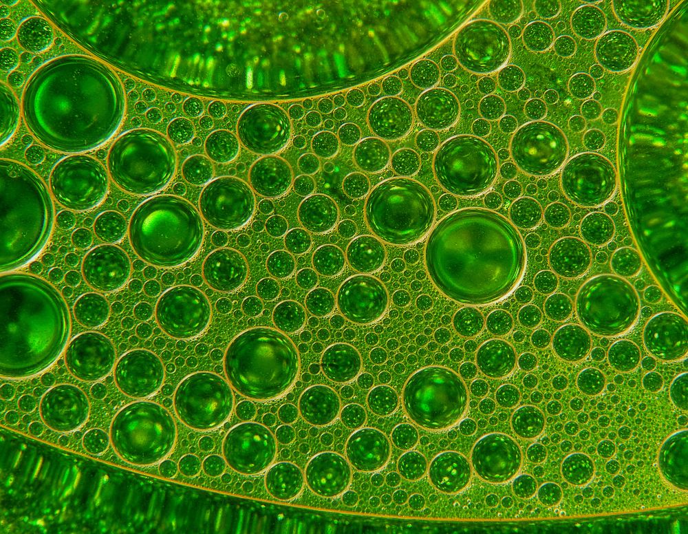 Photograph by Людмила ЧЕРНИКОВА