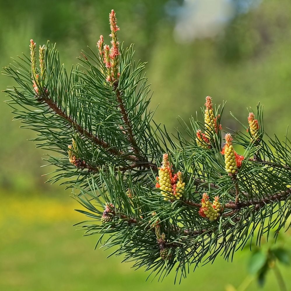 Photograph by Лидия Ушакова